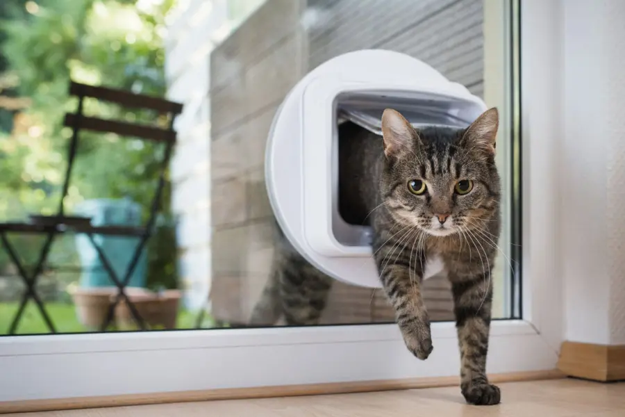 Le ultime novità in Pet Tech