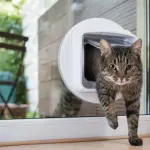 Le ultime novità in Pet Tech
