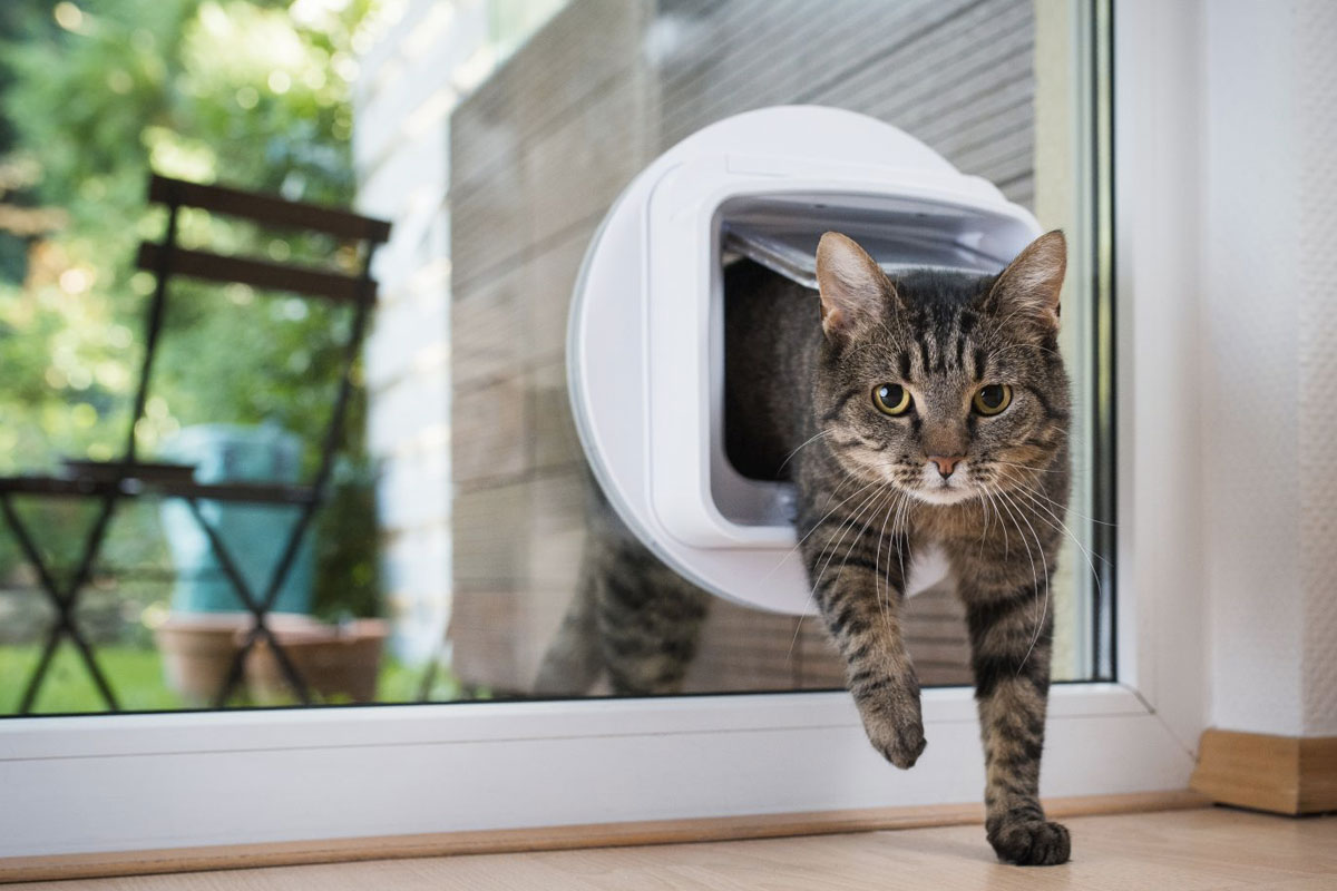 Le ultime novità in Pet Tech