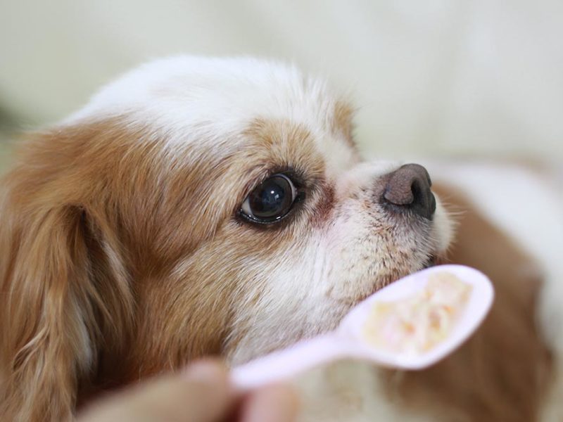 Quale riso usare nell'alimentazione del cane: bianco o integrale?