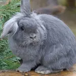 Coniglio nano: tutto quello che devi sapere su questo simpatico animale