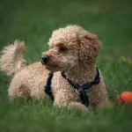 La moda delle razze di cani "toy" arriva anche in Italia