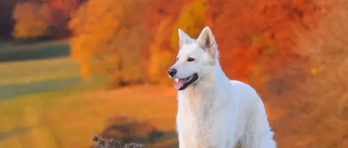 Le norme da rispettare quando vai a spasso con il cane