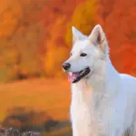 Le norme da rispettare quando vai a spasso con il cane