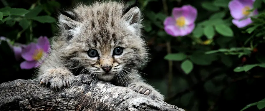 Vuoi adottare un gatto di razza? Ecco cosa devi sapere