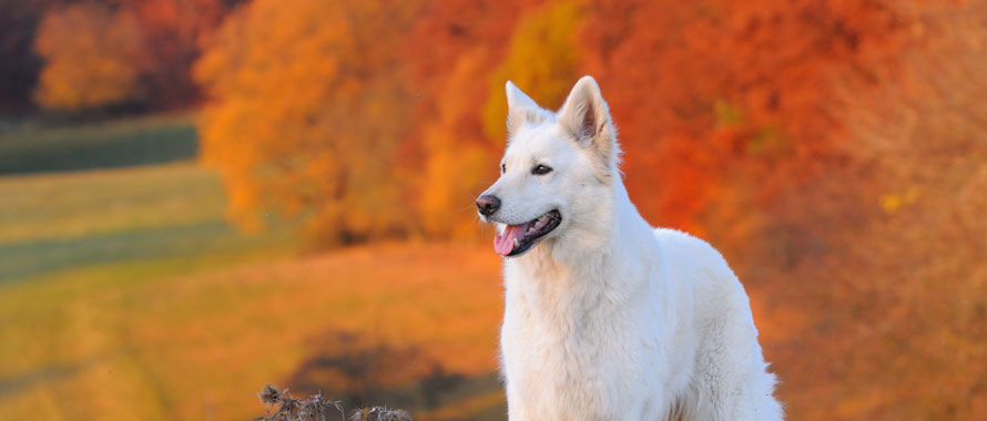 Le norme da rispettare quando vai a spasso con il cane