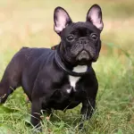 Anche i cani invecchiano come l’uomo: ecco come aiutare Fido