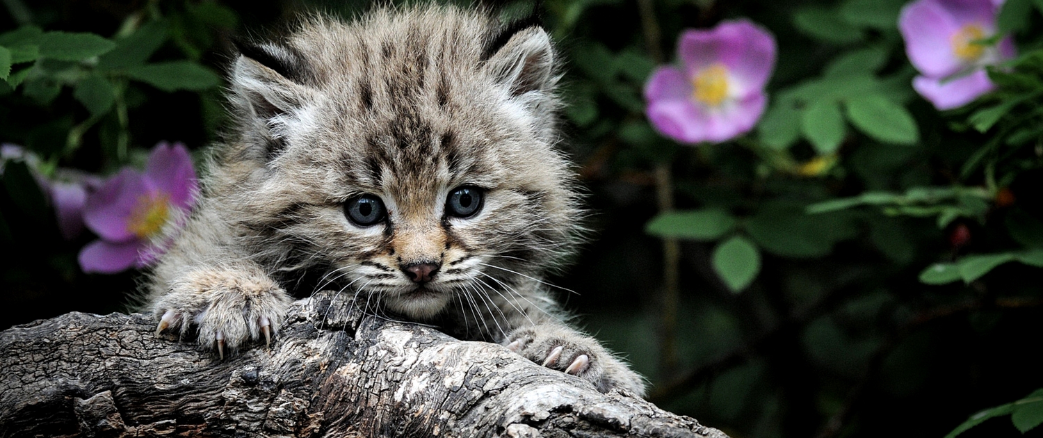 Vuoi adottare un gatto di razza? Ecco cosa devi sapere