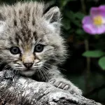 Vuoi adottare un gatto di razza? Ecco cosa devi sapere