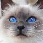 Sacro di Birmania: tra mito e leggenda