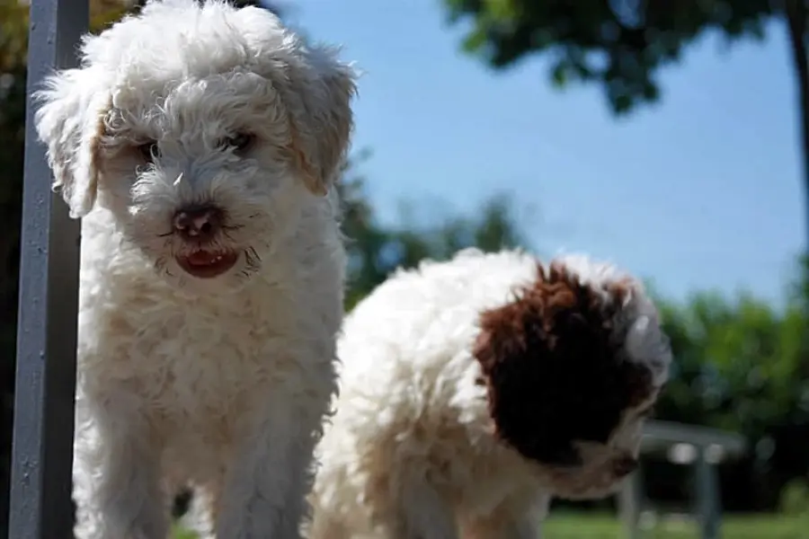 Adottare un cane: cosa sapere prima di questa decisione