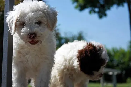 Adottare un cane: cosa sapere prima di questa decisione