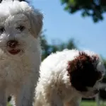 Adottare un cane: cosa sapere prima di questa decisione