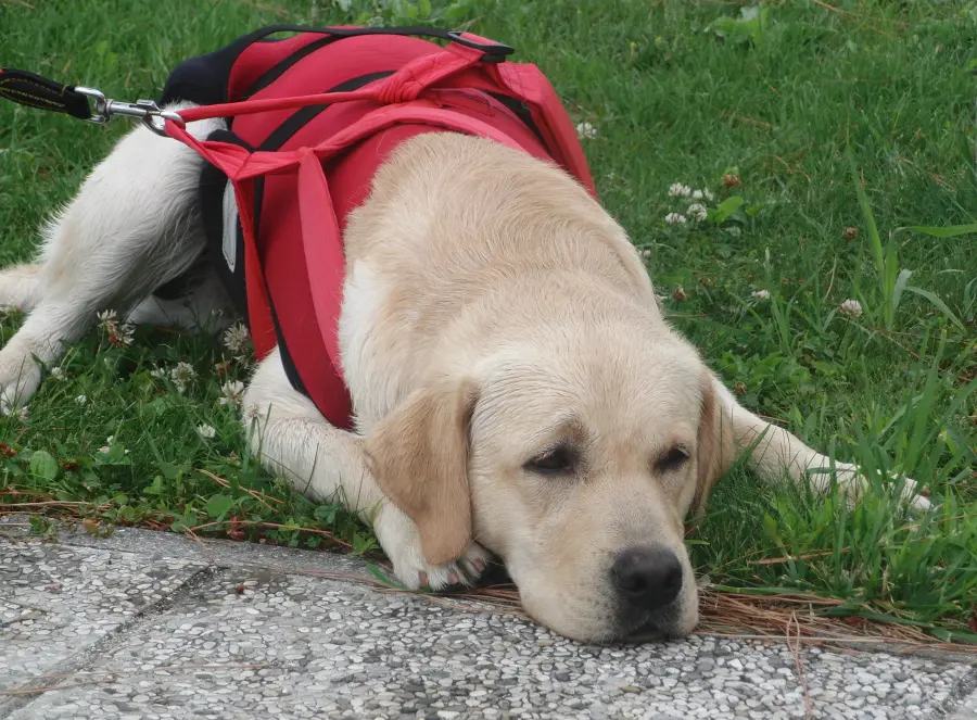 Pettorina per cani guida: l’accessorio pensato per il massimo controllo del cane