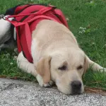 Pettorina per cani guida: l’accessorio pensato per il massimo controllo del cane