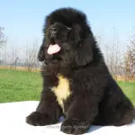 Tra mito e realtà: ecco la vera storia del Terranova