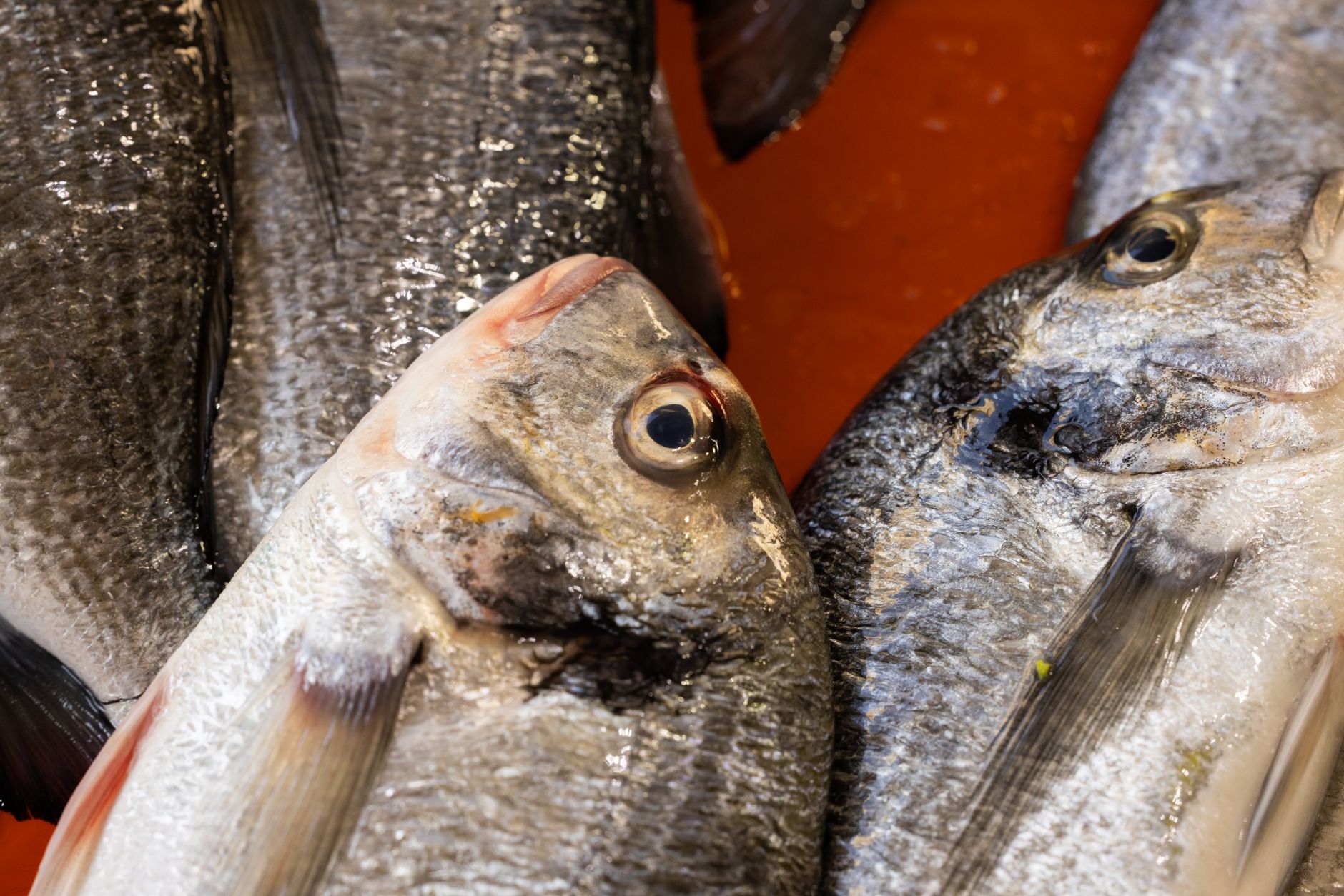 Come pulire e cucinare il pesce fresco