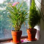 Piante da appartamento facili per principianti