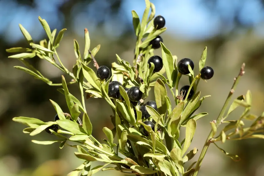 Ricetta mirto: il liquore sardo fatto in casa