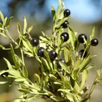 Ricetta mirto: il liquore sardo fatto in casa