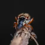 Come riconoscere le punture di insetto? Tipologie e consigli