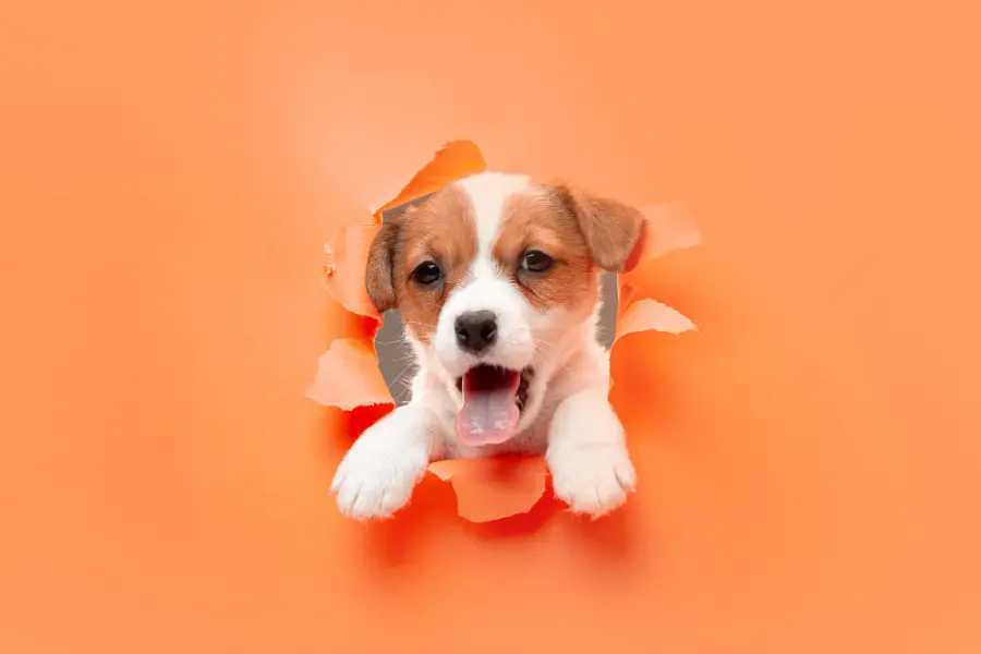 I migliori strumenti da acquistare per la salvaguardia di un cane