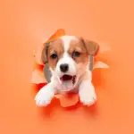 I migliori strumenti da acquistare per la salvaguardia di un cane