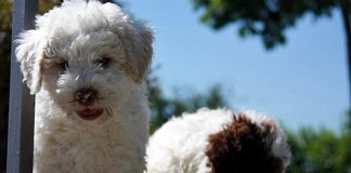 Adottare un cane: cosa sapere prima di questa decisione Lagotto Romagnolo: adottare un cucciolo consapevolmente