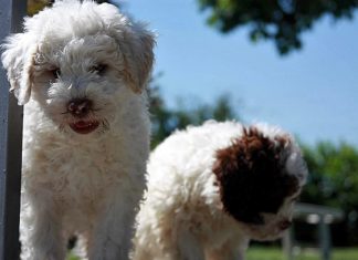 Adottare un cane: cosa sapere prima di questa decisione Lagotto Romagnolo: adottare un cucciolo consapevolmente