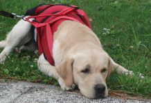 Pettorina per cani guida: l’accessorio pensato per il massimo controllo del cane