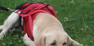 Pettorina per cani guida: l’accessorio pensato per il massimo controllo del cane