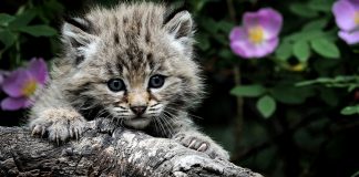 Vuoi adottare un gatto di razza? Ecco cosa devi sapere Vuoi adottare un gatto di razza? Ecco cosa devi sapere