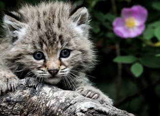Vuoi adottare un gatto di razza? Ecco cosa devi sapere Vuoi adottare un gatto di razza? Ecco cosa devi sapere