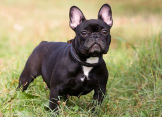 Anche i cani invecchiano come l’uomo: ecco come aiutare Fido Anche i cani invecchiano come l’uomo: ecco come aiutare Fido