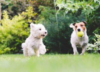 Educazione cinofila e addestramento dolce del cane Educatore Cinofilo Firenze