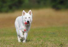 La scelta di un cane di razza: il Pastore Svizzero Bianco