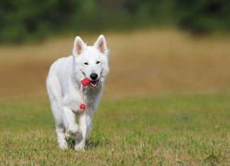 La scelta di un cane di razza: il Pastore Svizzero Bianco