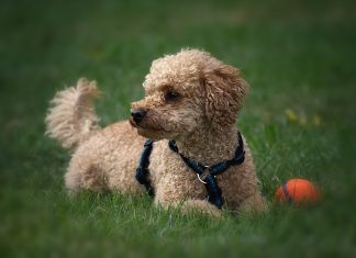 La moda delle razze di cani "toy" arriva anche in Italia