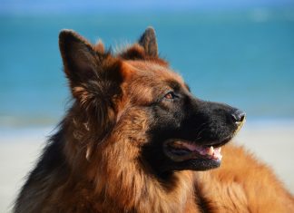 Sverminazioni e vaccinazioni nel cane: quando vanno fatte Sverminazioni e vaccinazioni nel cane: quando vanno fatte