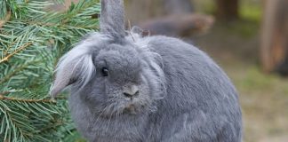 Coniglio nano: tutto quello che devi sapere su questo simpatico animale Coniglio nano: tutto quello che devi sapere su questo simpatico animale
