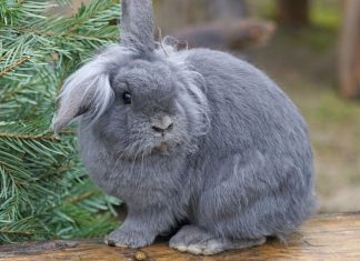 Coniglio nano: tutto quello che devi sapere su questo simpatico animale Coniglio nano: tutto quello che devi sapere su questo simpatico animale