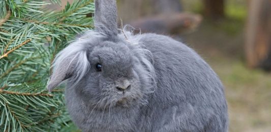 Coniglio nano: tutto quello che devi sapere su questo simpatico animale