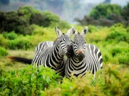 Kenya Safaris: il tuo punto di partenza per Watamu