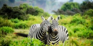 Kenya Safaris: il tuo punto di partenza per Watamu