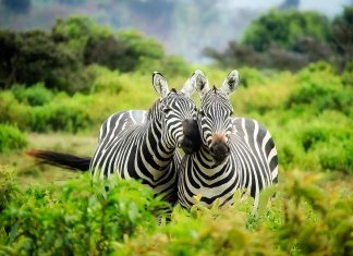 Kenya Safaris: il tuo punto di partenza per Watamu