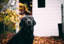 Gravidanza di un cane: come affrontarla al meglio