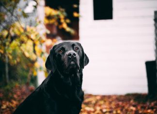 Gravidanza di un cane: come affrontarla al meglio Gravidanza di un cane: come affrontarla al meglio