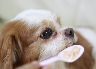 Quale riso usare nell’alimentazione del cane: bianco o integrale? Quale riso usare nell'alimentazione del cane: bianco o integrale?