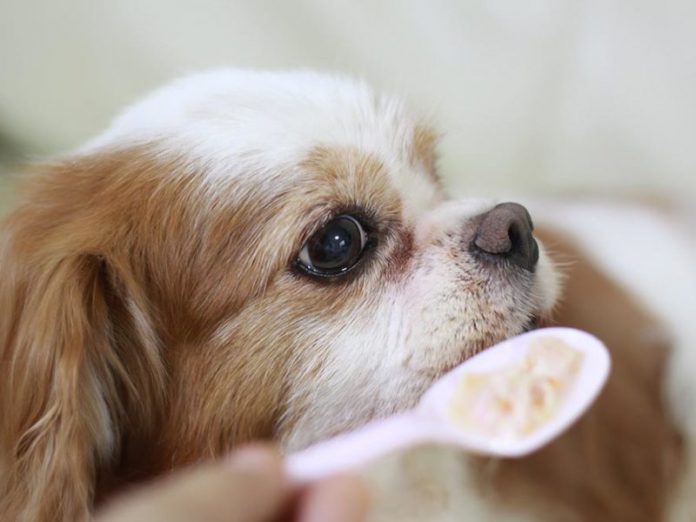 Quale riso usare nell'alimentazione del cane: bianco o integrale?