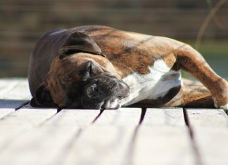 La scelta di un cane e della razza più adatta La scelta di un cane e della razza più adatta